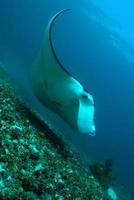 Manta Rays at the cleaning station photo