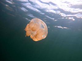 Jellyfish lake in Palau photo