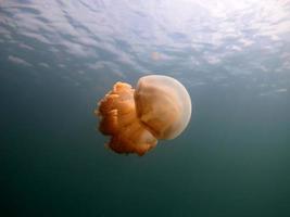 lago de medusas en palau foto