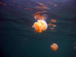 Jellyfish lake in Palau photo