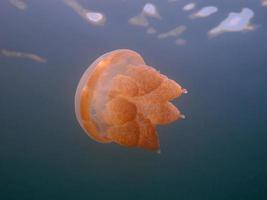 Jellyfish lake in Palau photo