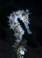 Thorny seahorse. Underwater macro life. photo