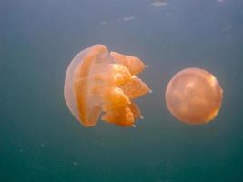 lago de medusas en palau foto