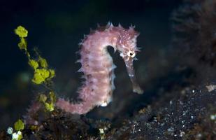 Thorny seahorse. Underwater macro life. photo