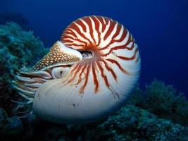 nautilus en mar abierto en palau foto