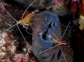 Moray Eel at the cleaning station photo