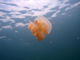 Jellyfish lake in Palau photo