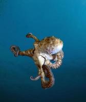 Giant Octopus in the open sea photo