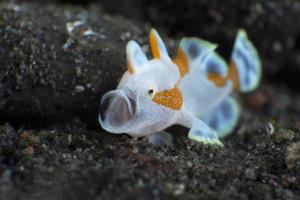 Frogfish with open mouth. photo