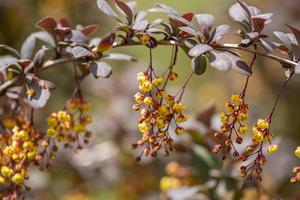 Blooming branch at spring garden against unfocused green grass photo