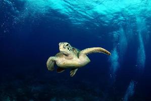 tortuga verde cerca de la isla apo. foto