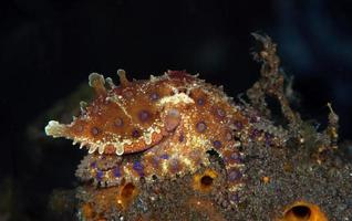 un raro pulpo de anillos azules. foto