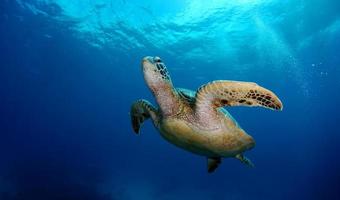 tortuga verde cerca de la isla apo. foto