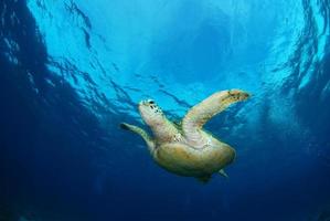 tortuga verde cerca de la isla apo. foto