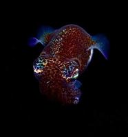 Bobtail Squid is hunting in the night. photo