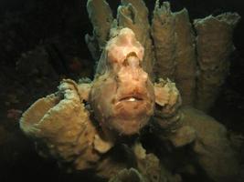 Giant Frogfish is hiding in sponges. photo