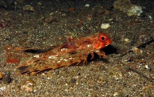 Flying gurnard fish on the seabed. photo