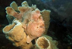 Giant Frogfish is hiding in sponges. photo