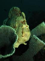 Giant Frogfish is hiding in sponges. photo