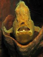 El pez sapo gigante se esconde en esponjas. foto