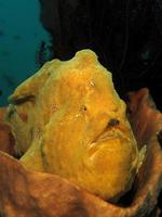 Giant Frogfish is hiding in sponges. photo