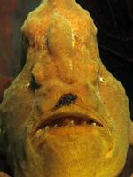 Giant Frogfish is hiding in sponges. photo