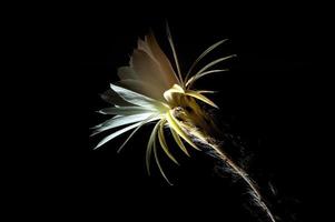 Color blanco con mullido peludo de flor de cactus sobre fondo negro foto