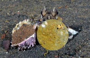 Coconut Octopus on the seabed in the night. photo