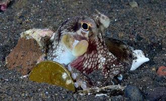 Coconut Octopus on the seabed in the night. photo