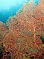 corales duros del estrecho de lembeh. foto