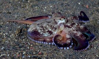 Coconut Octopus on the seabed in the night. photo