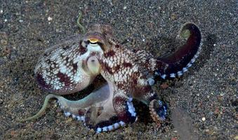 Coconut Octopus on the seabed in the night. photo