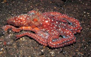 Starry night octopus on the seabed in the night. photo