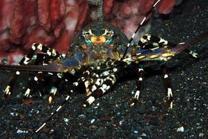 Ornate Spiny Lobster living under a sponge. photo