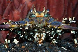 Ornate Spiny Lobster living under a sponge. photo
