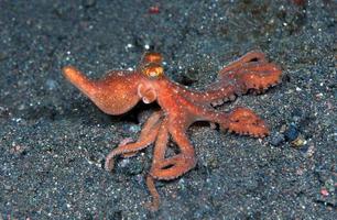 Starry night octopus on the seabed in the night. photo