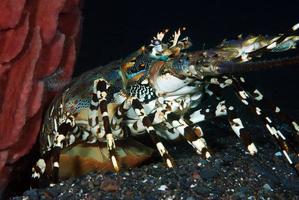 Ornate Spiny Lobster living under a sponge. photo