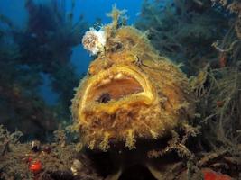 Hispid or Shaggy Frogfish hiding in the garbage. photo