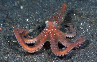 Starry night octopus on the seabed in the night. photo