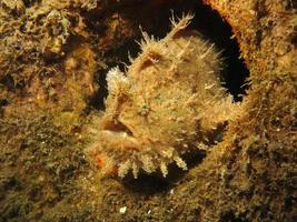 Hispid or Shaggy Frogfish hiding in the garbage. photo