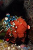 Mantis Shrimp with eggs. photo