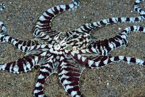 un raro pulpo imitador en el mar de bali. foto