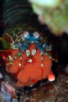 Mantis Shrimp with eggs. photo