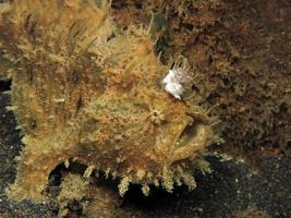 Hispid or Shaggy Frogfish hiding in the garbage. photo