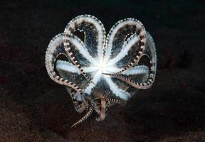 A rare Mimic Octopus in the Bali sea. photo