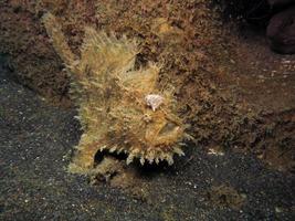 Hispid or Shaggy Frogfish hiding in the garbage. photo