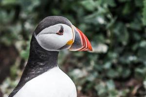 frailecillo de las islas farne foto