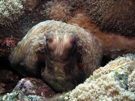 pulpo de día en un arrecife de coral. foto