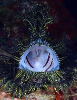 A rare Lacy Scorpionfish in Papua New Guinea. photo