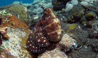 Day Octopus swims along a coral reef. photo